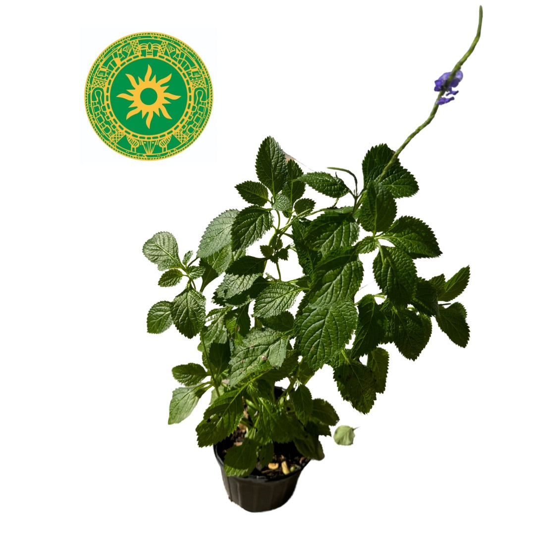 Mazo de Verbena