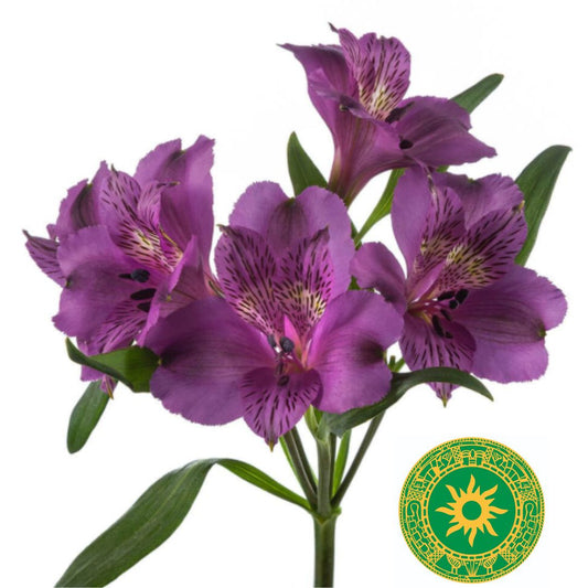 Ramo de Flor Whistler Alstroemeria