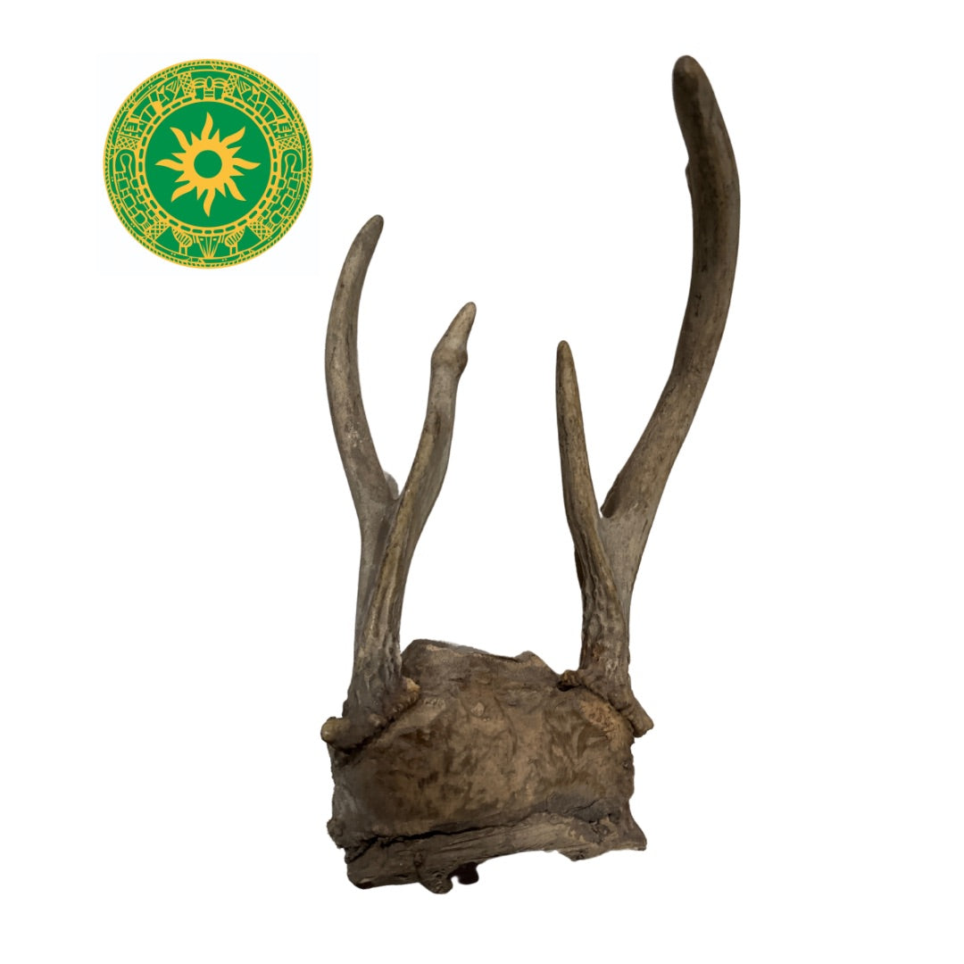 Frontil de Venado