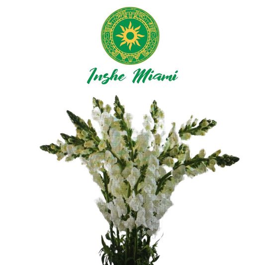 Ramo de Snapdragon Blanca