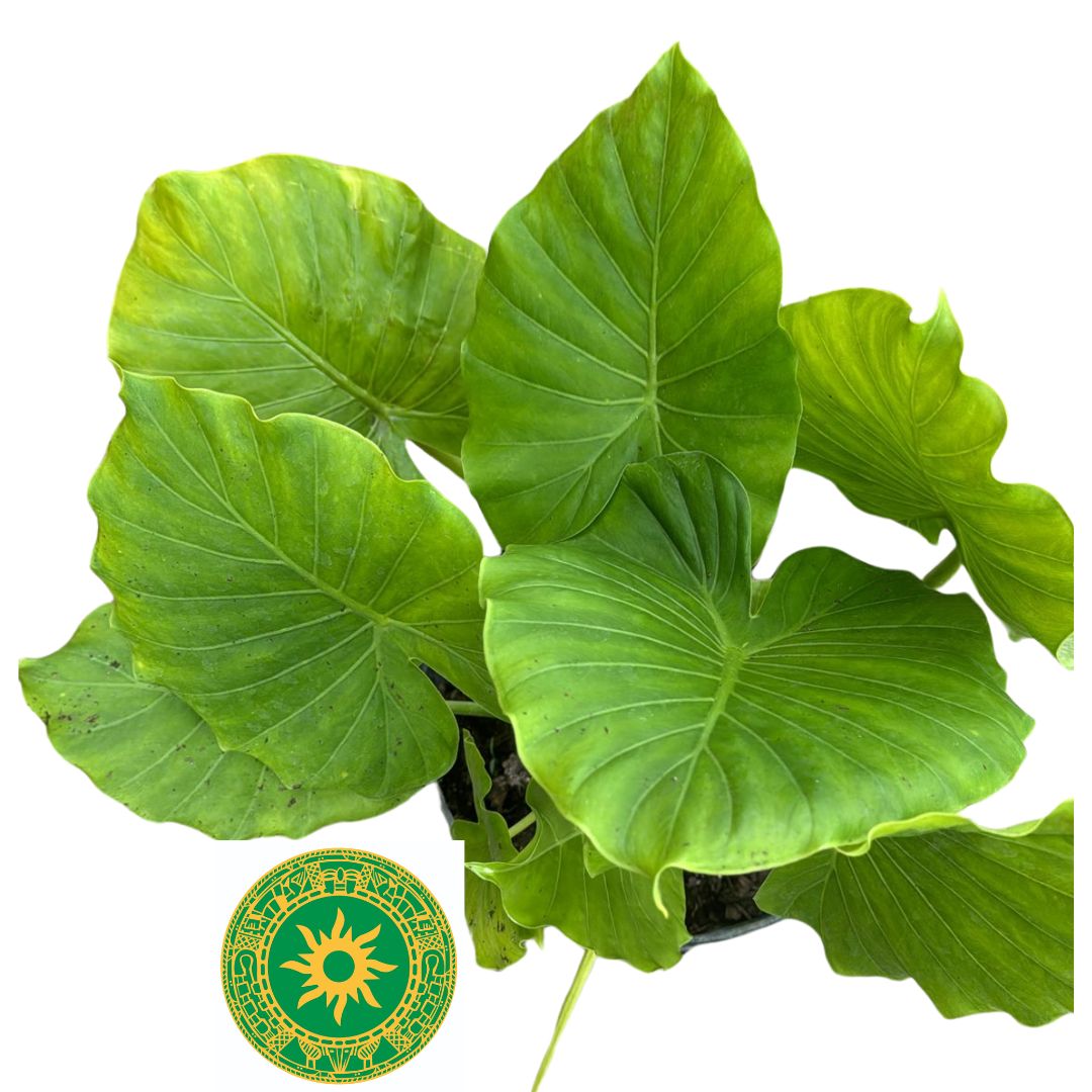 MALANGA LEAF