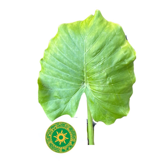 Hoja de Malanga