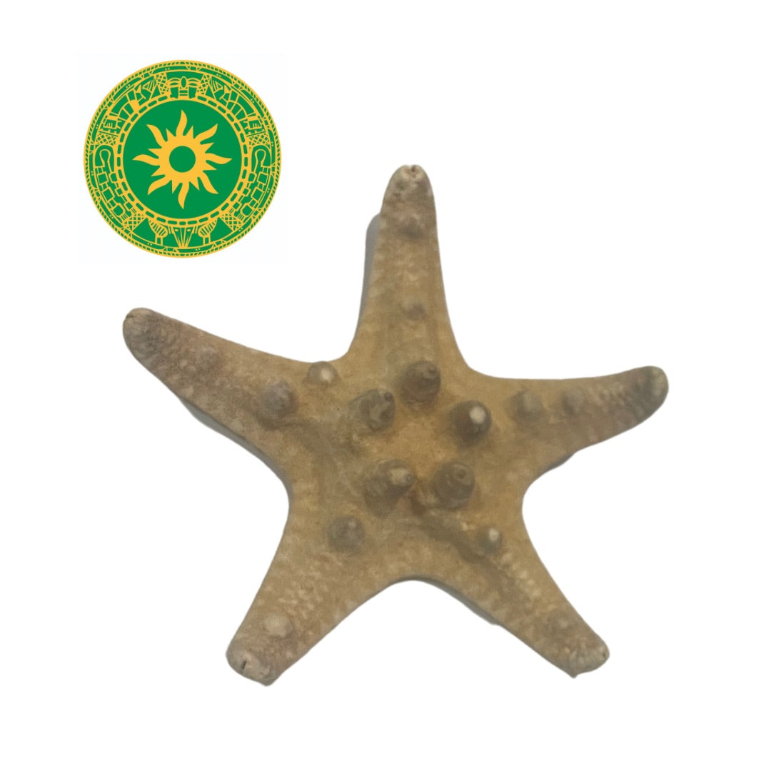 Estrella de Mar Chica