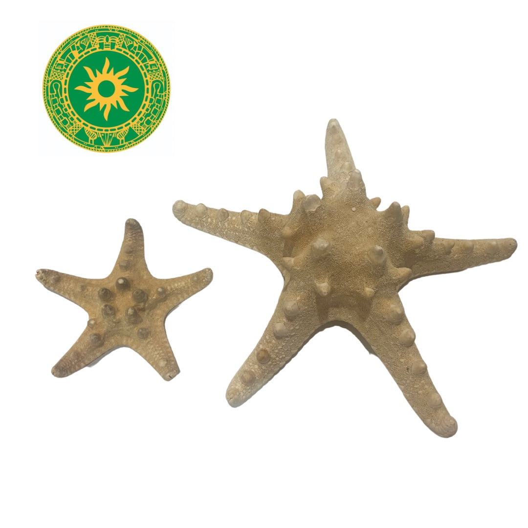 Estrella de Mar Chica