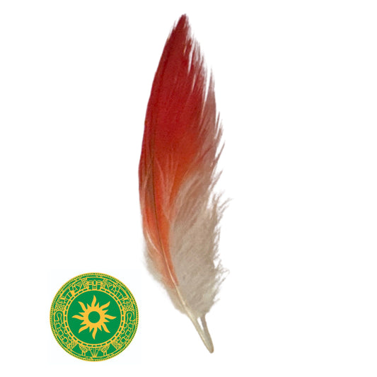 PARROT FEATHER 2"- 3"