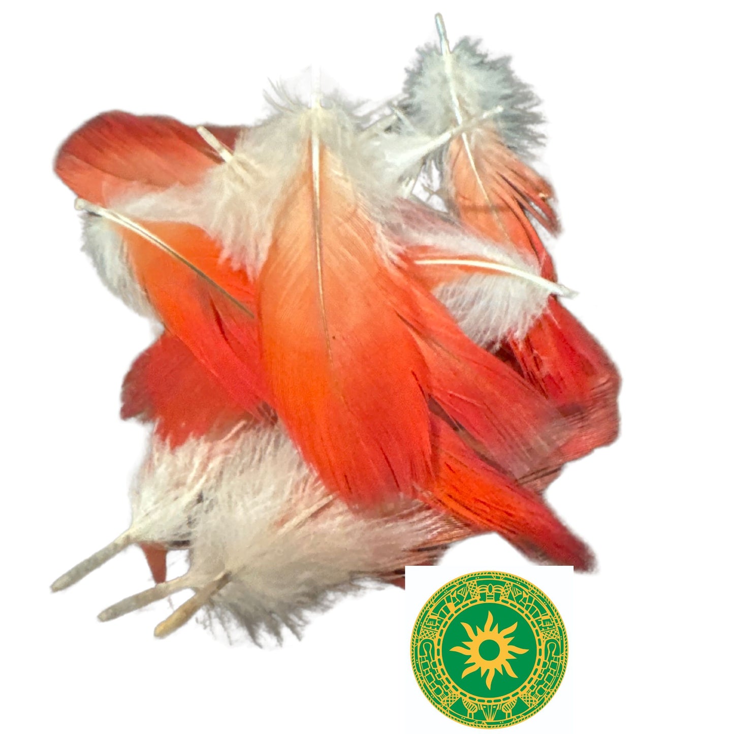 PARROT FEATHER 2"- 3"