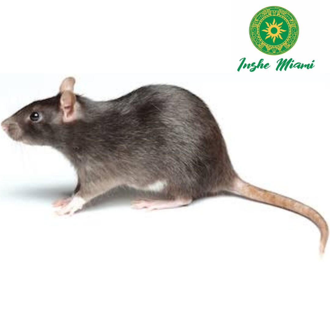 Okete – INSHEMIAMI