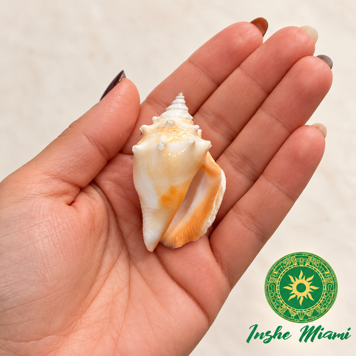 Natural Queen Conch Shell Large 2-2.5" – For Olokun and Yemayá | Spiritual Ritual Use | Inshe Miami