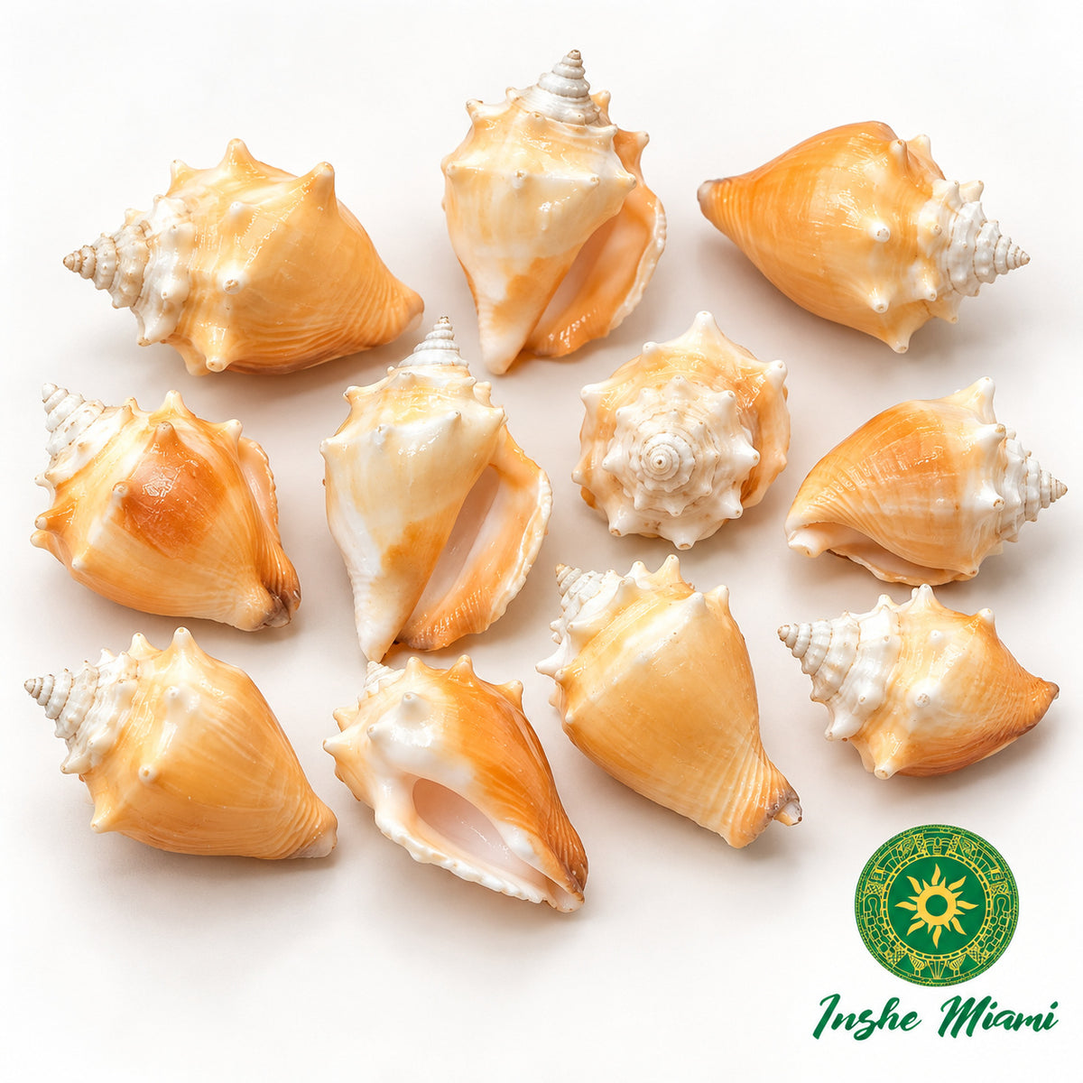 Natural Queen Conch Shell Large 2-2.5" – For Olokun and Yemayá | Spiritual Ritual Use | Inshe Miami