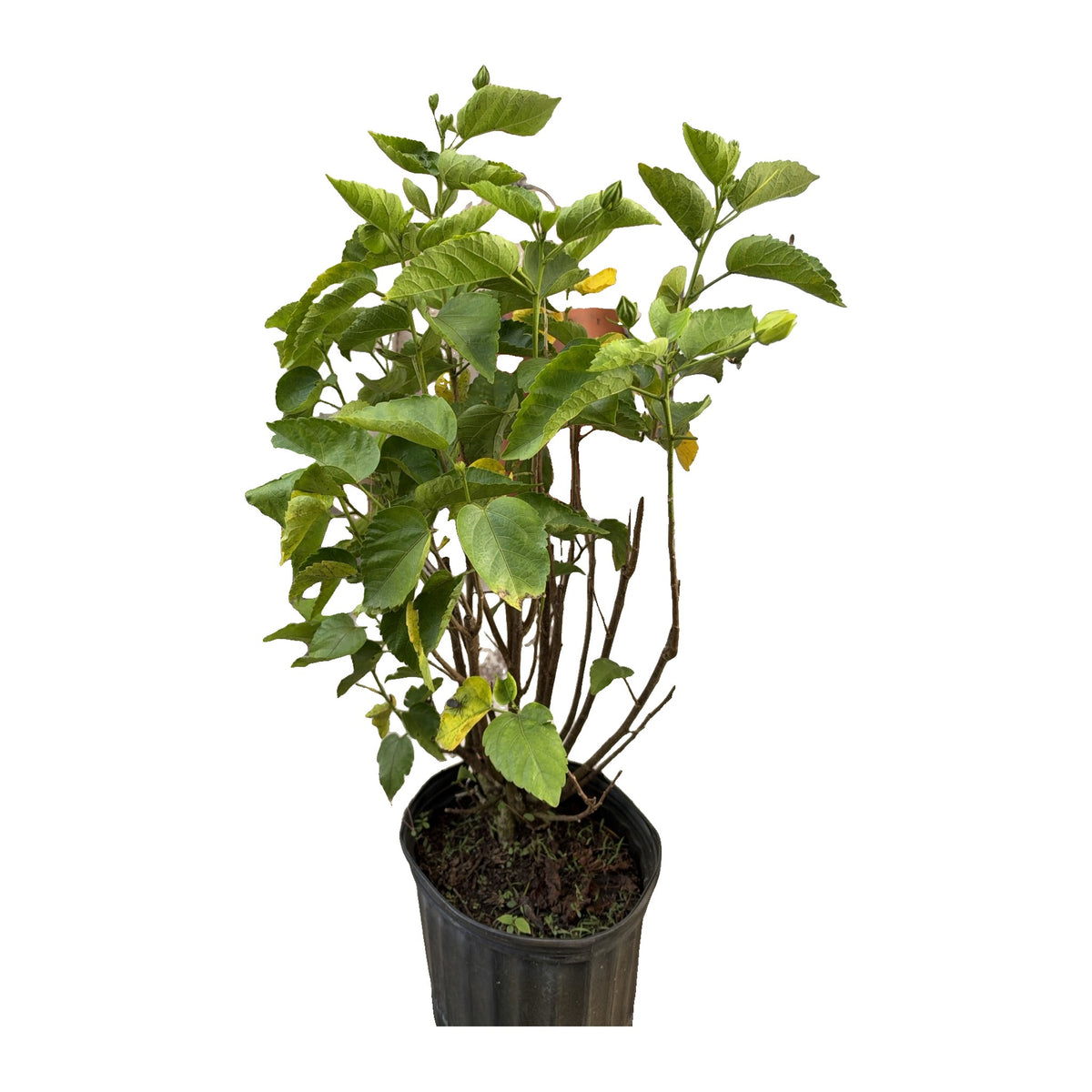 Mar Pacifico Fresco – Planta con Raiz en Maceta | Inshe Miami