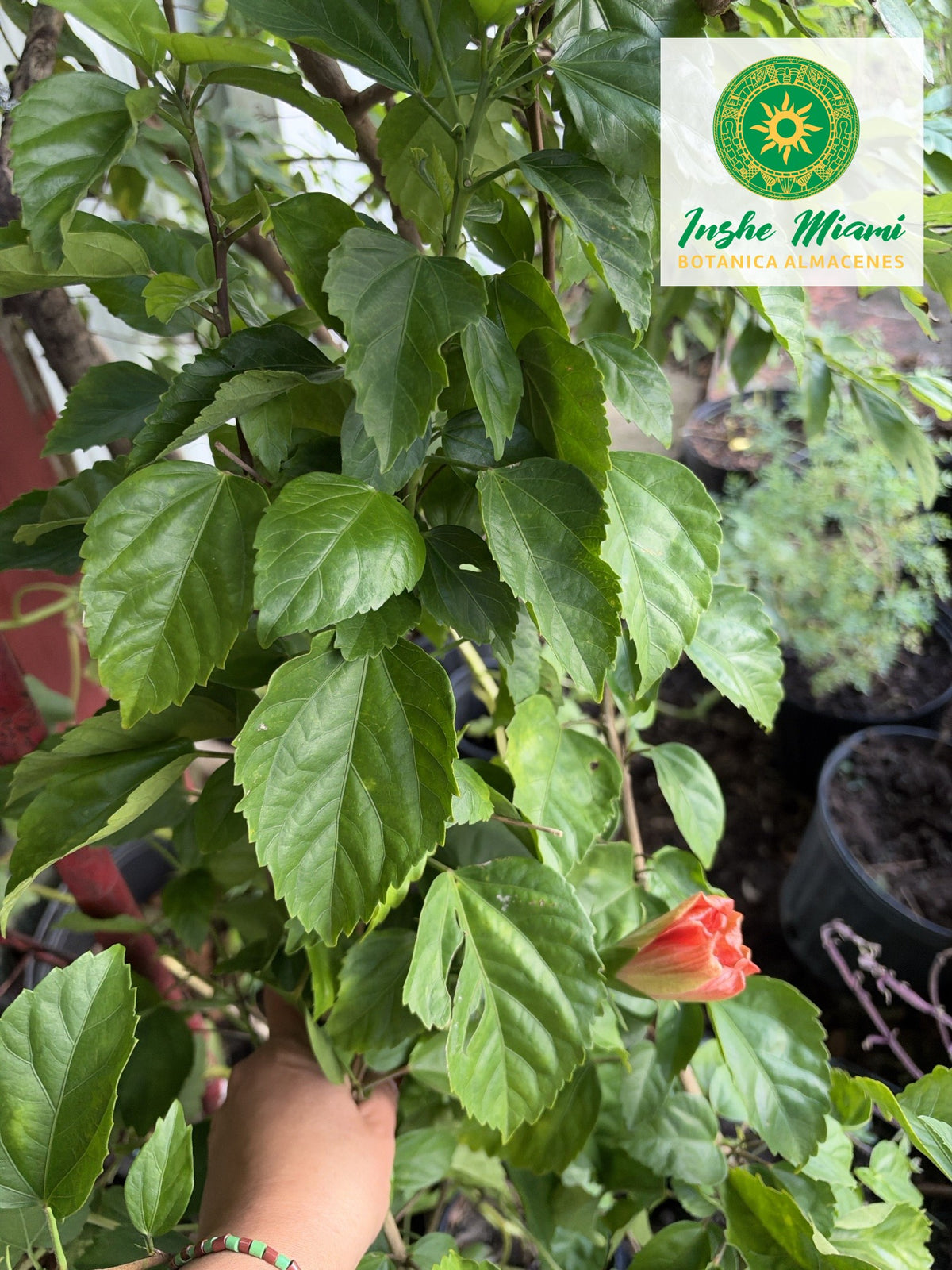 Mar Pacifico Ramas con Hojas y Flor | Inshe Miami