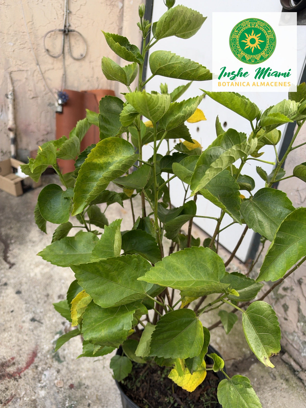 Mar Pacifico Planta Fresca de Cerca | Inshe Miami