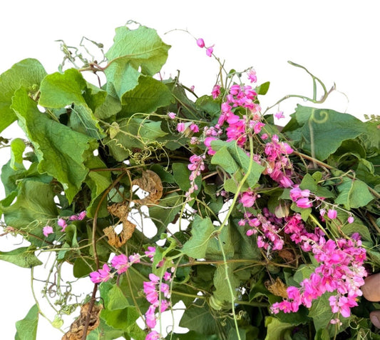 Coralillo – Tallos Frescos o Planta con Raiz | Inshe Miami