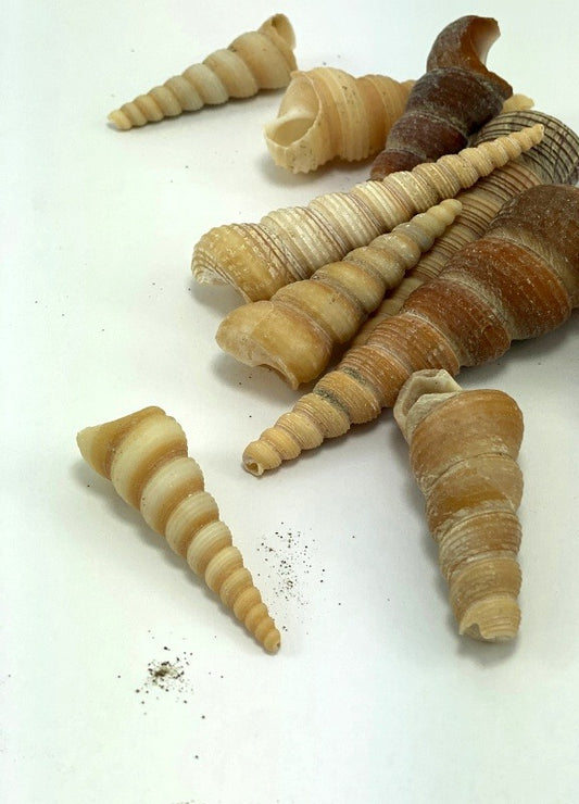 7 Caracoles Tirabuzon para Orisha Oko | Inshe Miami