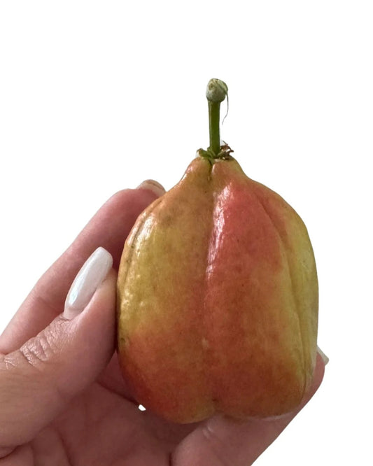Seso Vegetal