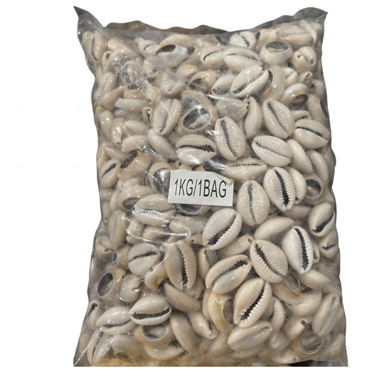 Caracoles Abiertos por Libra o Kilo – Para Hacer Santo | Inshe Miami