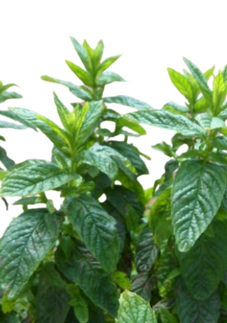 Menta – Tallos Frescos con Hojas o Planta con Raiz | Inshe Miami