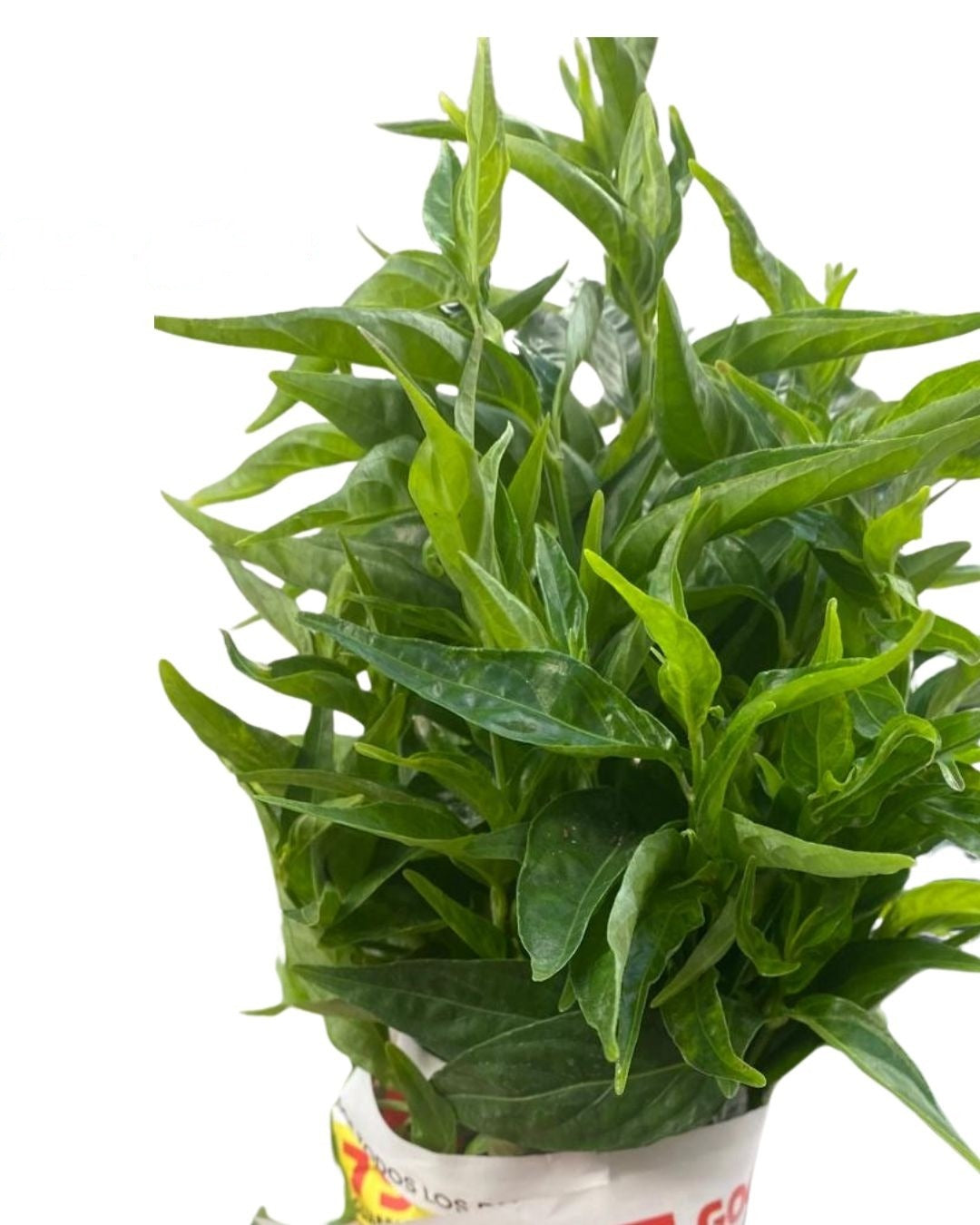 Tilo – Tallos Frescos con Hojas o Planta con Raiz | Inshe Miami