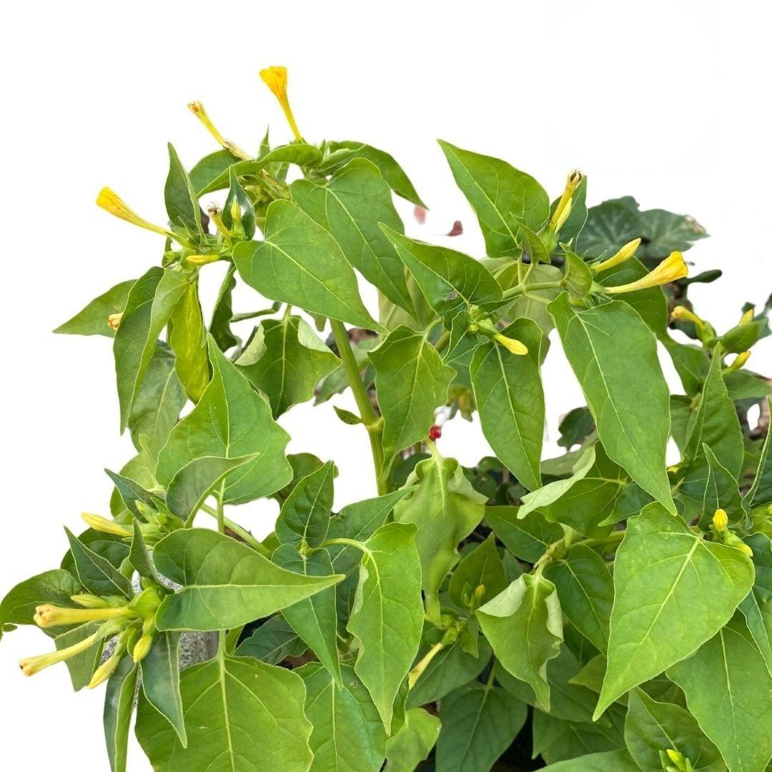 Maravilla – Tallos Frescos con Hojas o Planta con Raiz – Uso Espiritual | Inshe Miami