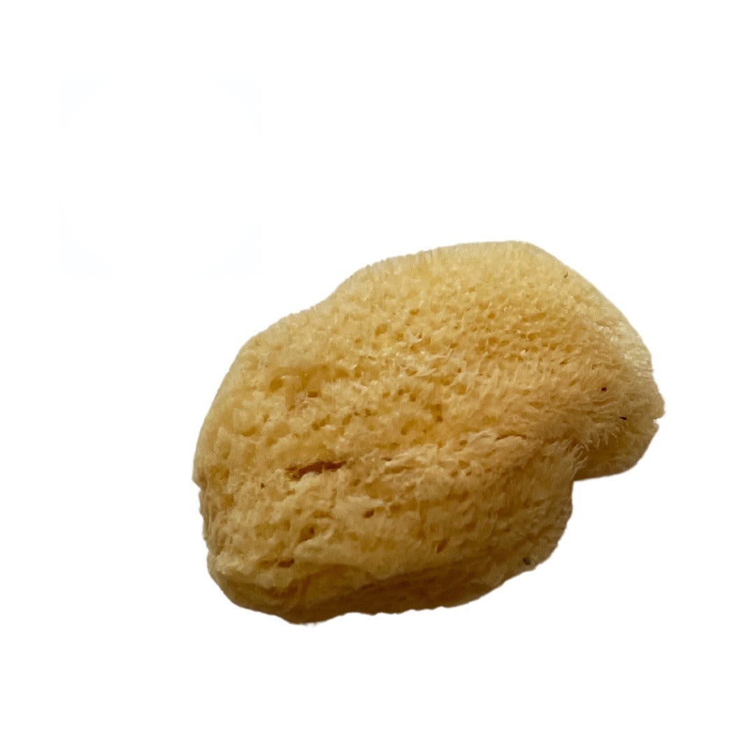 Esponja de Mar Natural 2"–2.5" | Inshe Miami