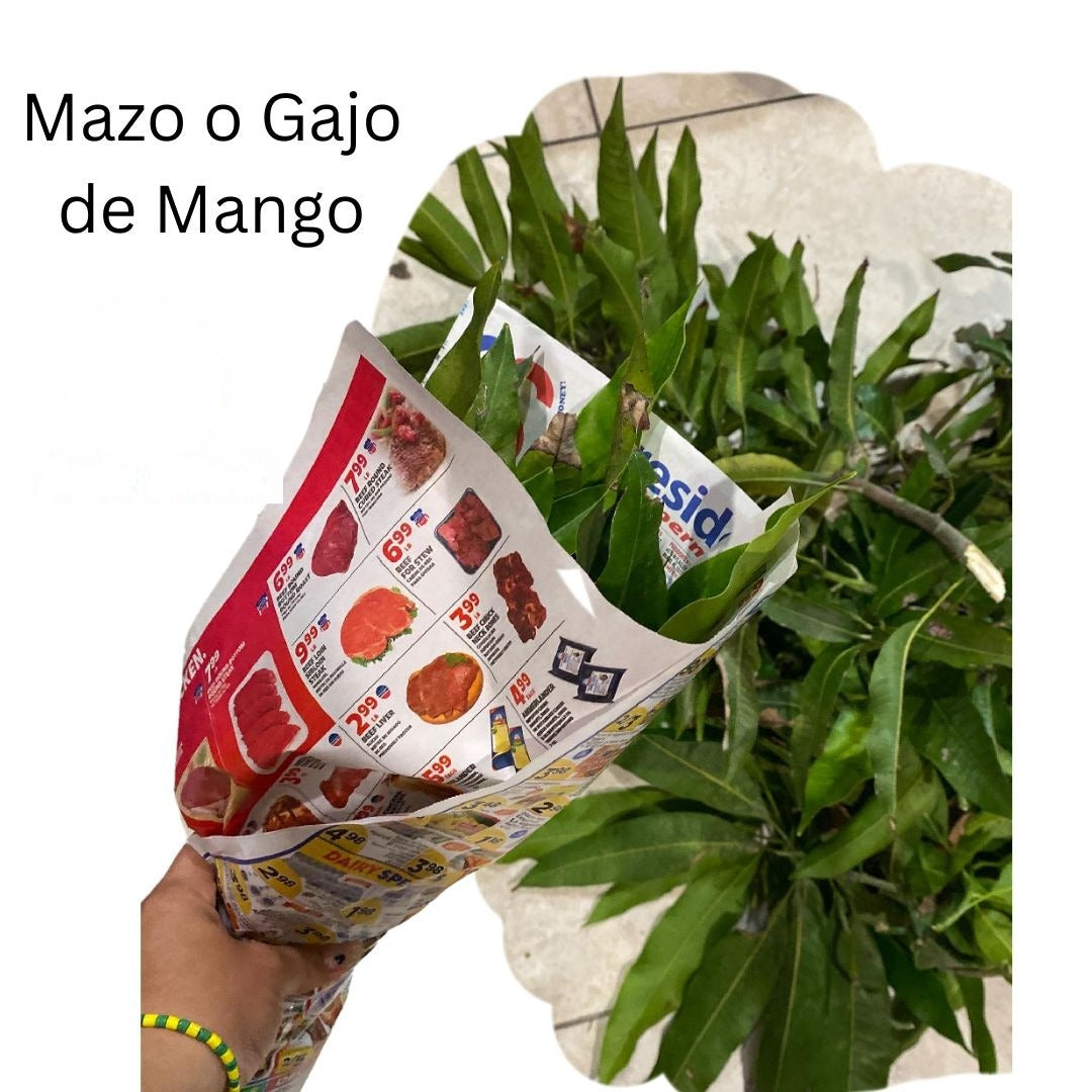 Mango – Tallos Frescos con Hojas | Inshe Miami