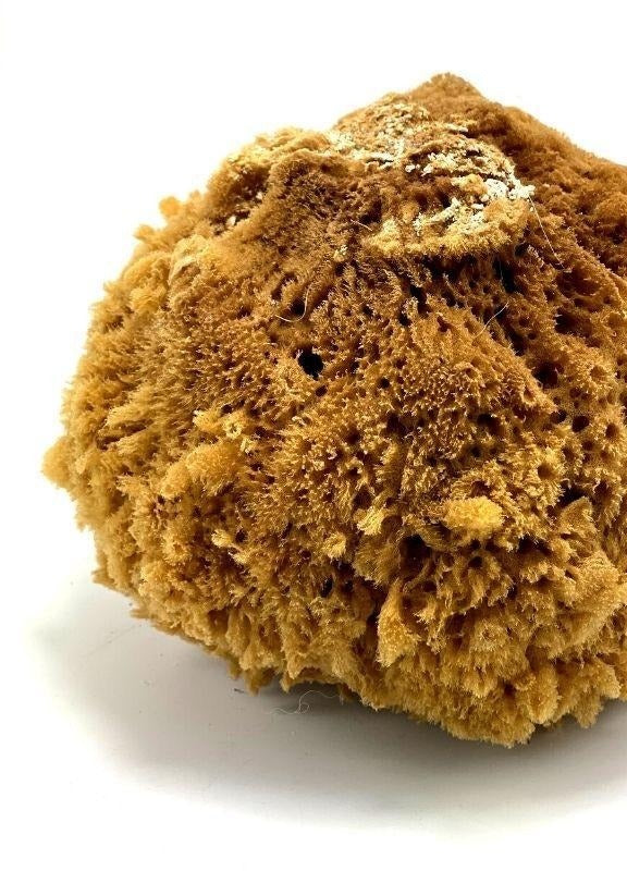 Esponja de Mar Natural 8" a 10" | Inshe Miami