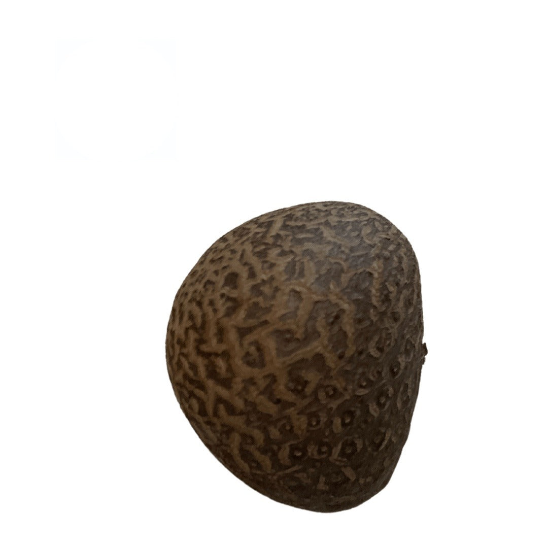Ñame Volador (Yam) Natural – Venta por Unidad | Inshe Miami
