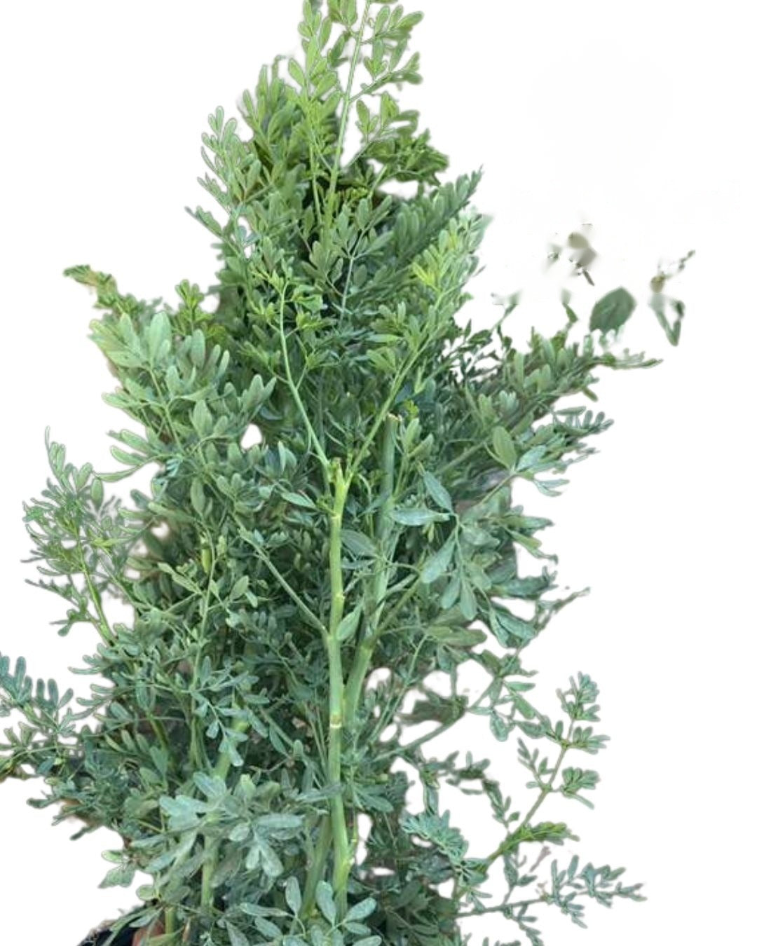 Ruda (Rue) – Planta con Raiz Fresca | Inshe Miami