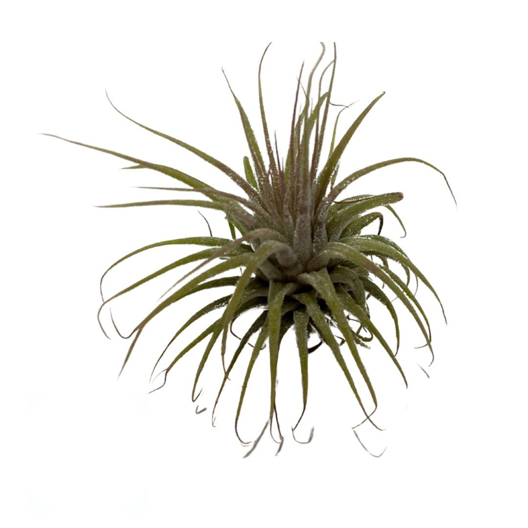 Curujey Natural 3”–4” – Uso Espiritual y Tradicional | Inshe Miami