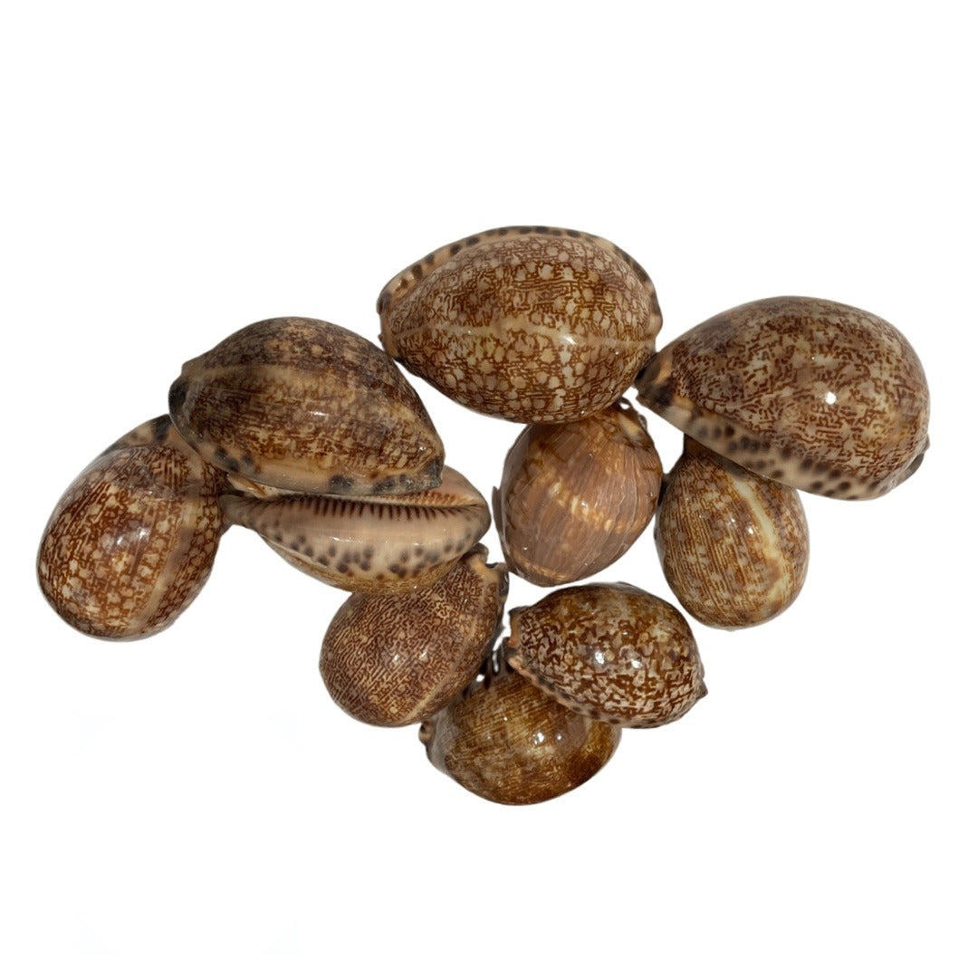 10 Caracoles Arabica para Iya Aje | Inshe Miami