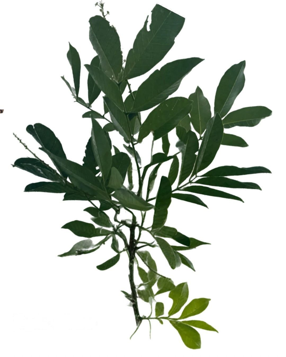 Seso Vegetal – Gajos Frescos | Inshe Miami