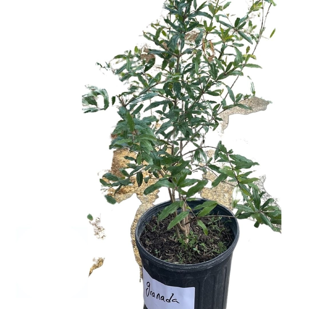 Granada – Planta con Raiz Fresca | Inshe Miami