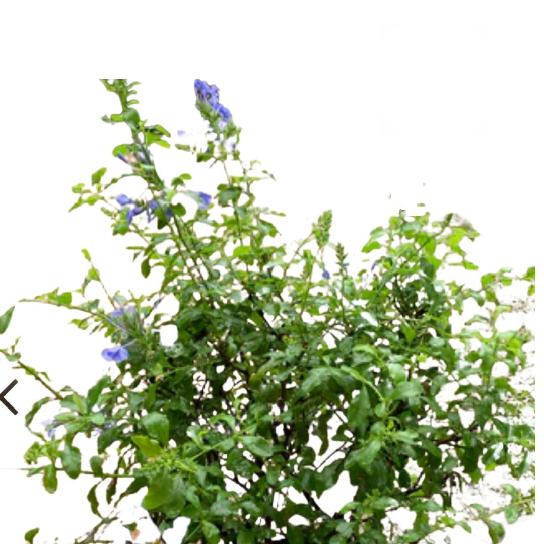 Embeleso – Tallos Frescos o Planta con Raiz | Inshe Miami