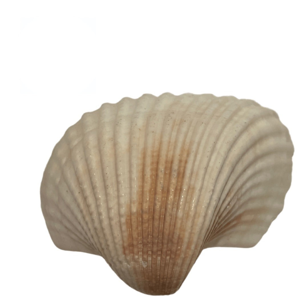 Concha Natural 2"–3" – Por Unidad o Kilo | Inshe Miami