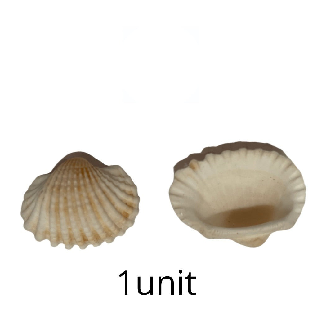 Conchitas Naturales 0.5"–1" – Unidad o Galon | Inshe Miami