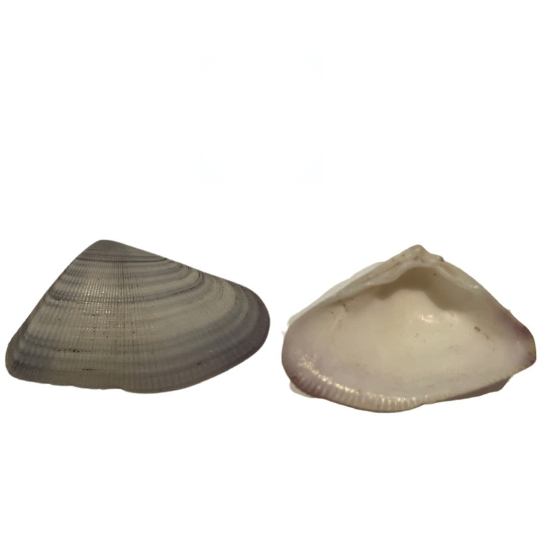 Conchas 1"–1.5" – Unidad o Galon | Inshe Miami