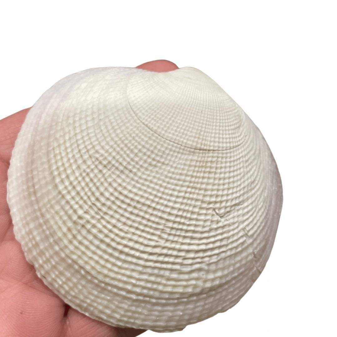 Concha Blanca y Amarilla 3"–4" | Inshe Miami