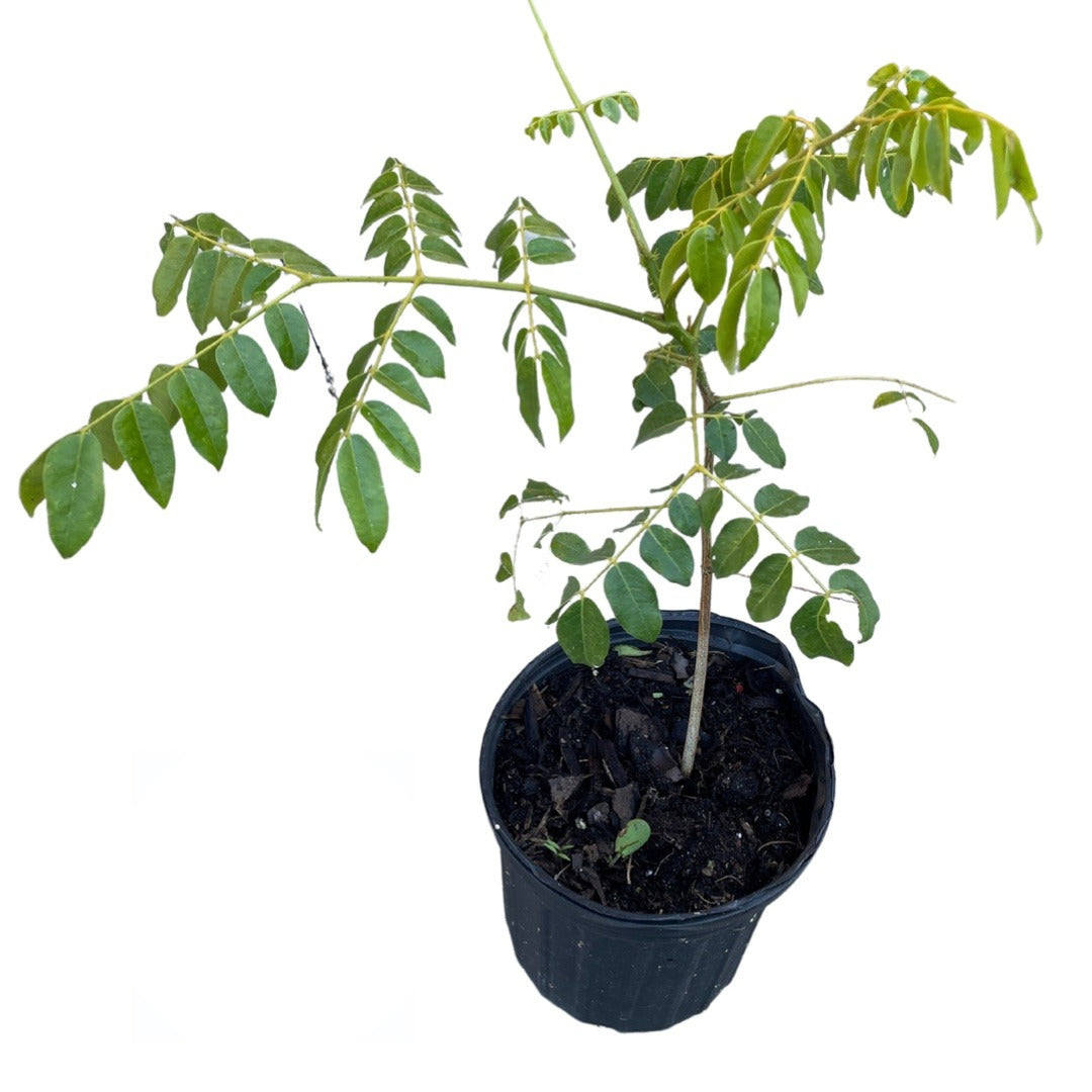 Quita Maldicion – Planta con Raiz Fresca | Inshe Miami