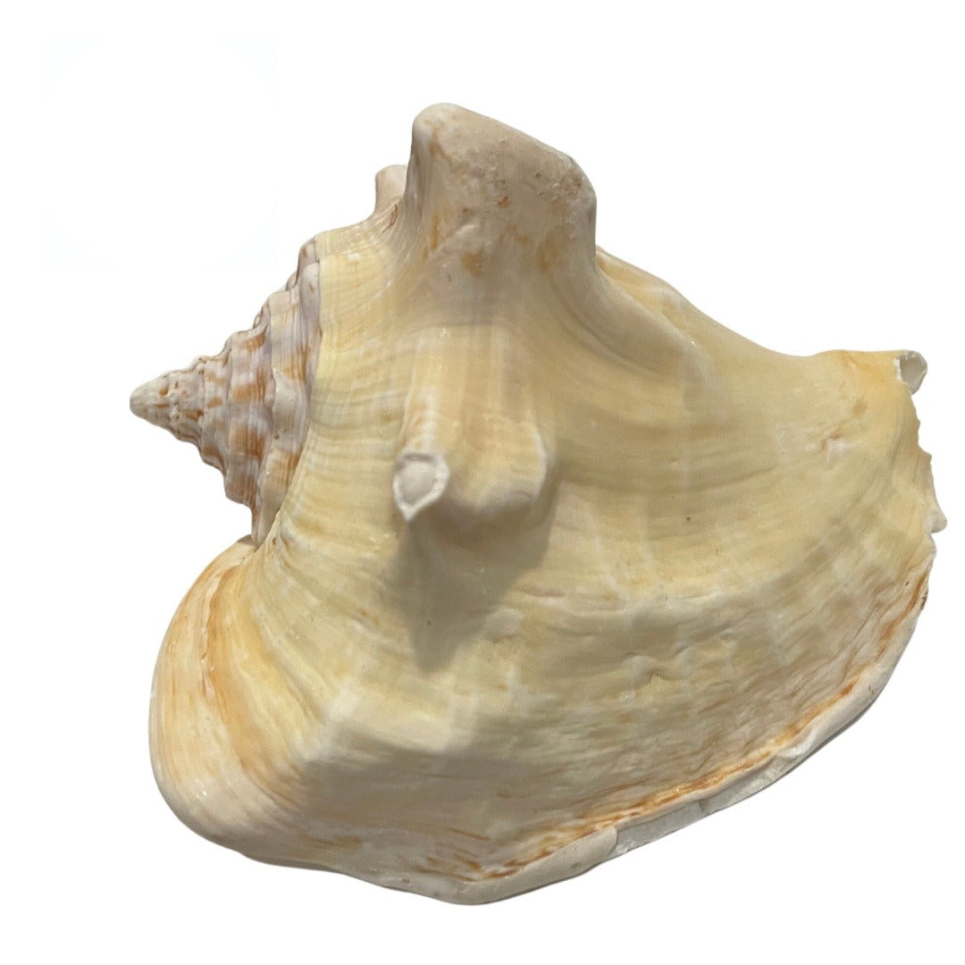 Caracol Cobo Natural 4-5 Pulgadas | Inshe Miami