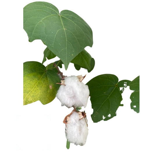 2 Capullos de Algodon para Obatala | Inshe Miami