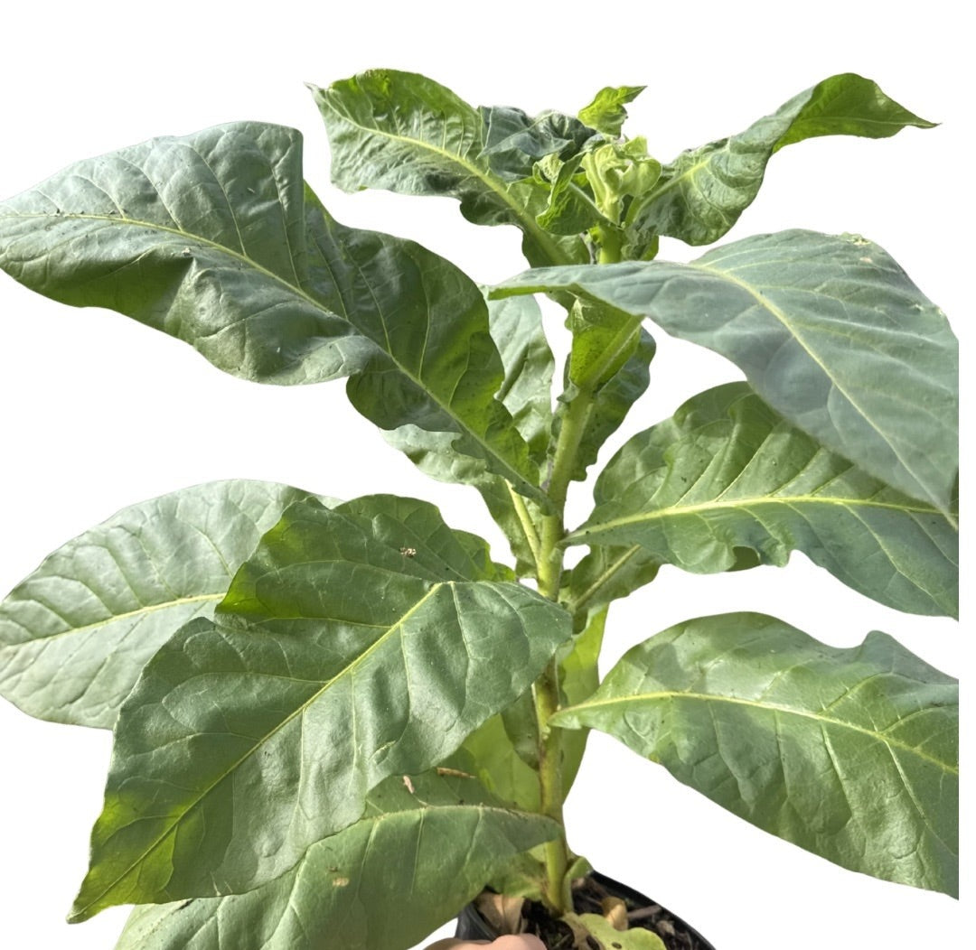 Tabaco – Hojas Frescas con Raiz | Inshe Miami