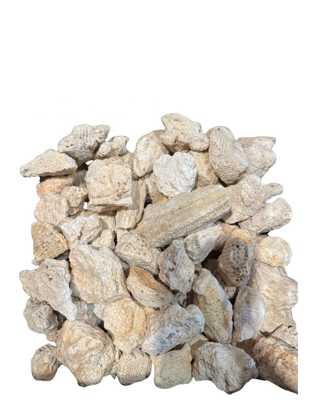 Piedra Porosa Natural para Babalu Aye – 5 Tamaños Disponibles | Inshe Miami
