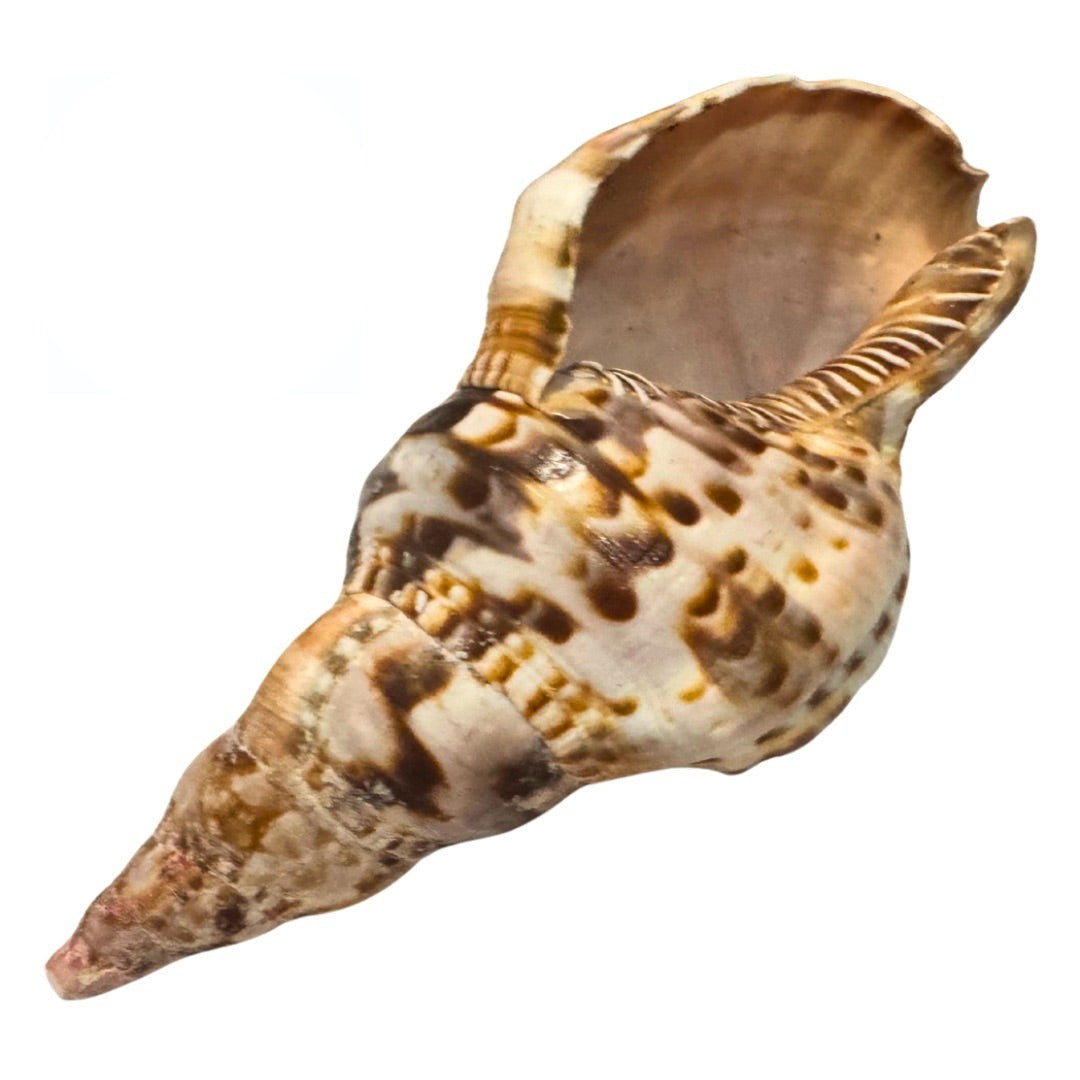 Caracol Triton 6" | Inshe Miami