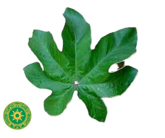 Hoja de Yagruma Seca