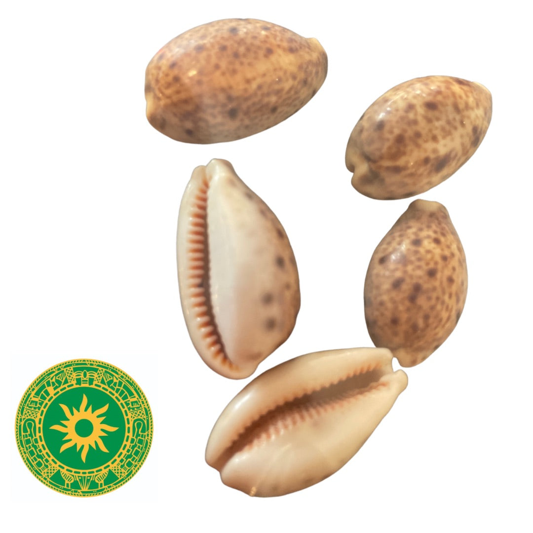 Snails Pack