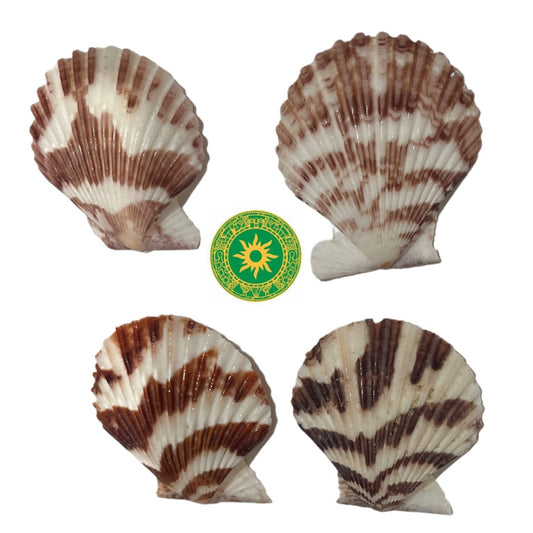 Concha Blanca y Carmelita 1"-3" Set (OPCIONES)