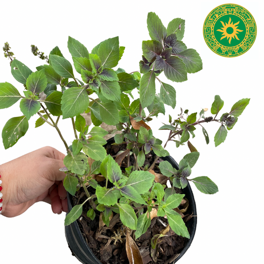 Mazo de Albahaca Morada