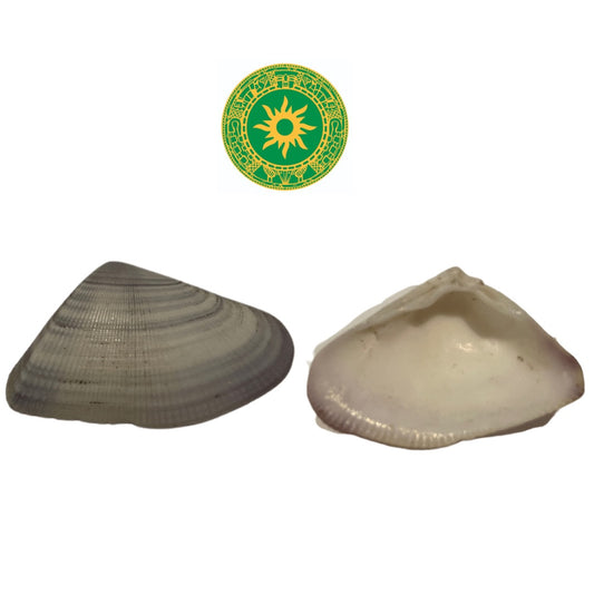 Shell 1"- 1.5"