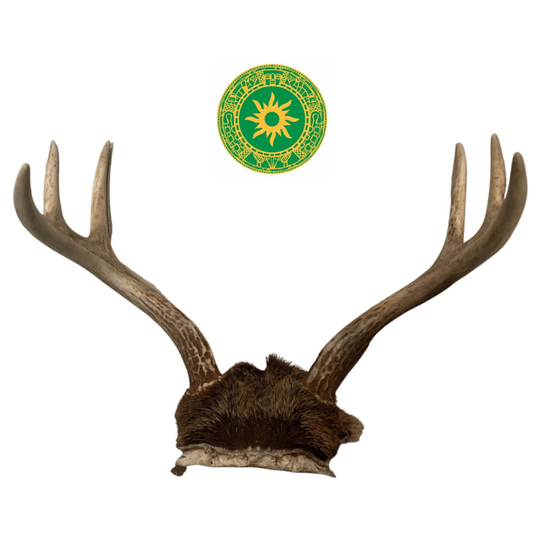 Frontil de Venado