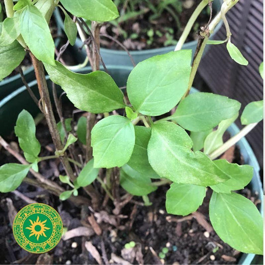 ALBAHACA BLANCA ALBAHACA BLANCA - Inshe Miami PLANTAS INSHE MIAMI